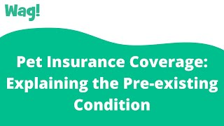 Pet Insurance Coverage Explaining the Pre-existing Condition | Wag!