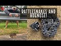 Dirt Road Snake Hunting in South Georgia: Rattlesnakes, Copperheads, Cottonmouths, and Hognose!