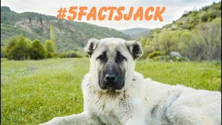 5 Facts About Anatolian Shepherd #dog #education #facts #shortsvideo #5FactsJack