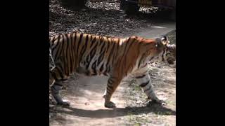 Eye Of The Tiger