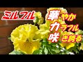 【花】ミルフルイエローフリルの育て方・摘芯