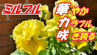 【花】ミルフルイエローフリルの育て方・摘芯