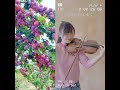 violin