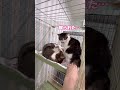 なんだかんだあってもとっても仲良し！トラ＆チョビ【三崎動物保護センターの日常】#shorts #cat #猫