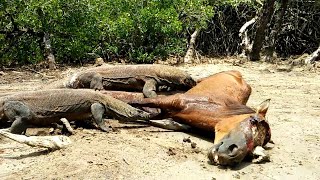 Top 5 Brutal eaten alive moments of Komodo Dragons