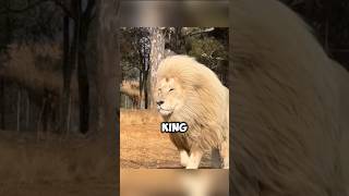 Tigers Are Stronger Than Lions… Here’s Proof #animals #facts #wildlife