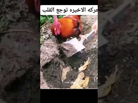 وفاء الطيور ديك يتصدر الترند بسبب حزنه الشديد على زوجته