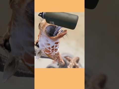 Elephant and Giraffe figt for water #shorts #youtubeshorts #ytshorts