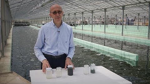 Transforming wastewater: how microalgae are contributing to the EU