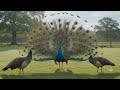 Peacock Song | Maur | More | Peafowl | Urdu Poem | مور | اُردُو نظم