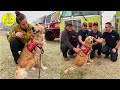 Golden Retriever Comforts California Firefighters