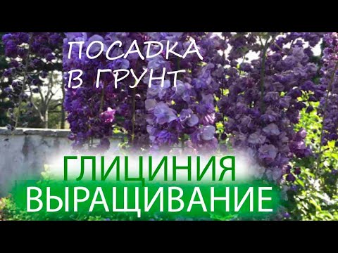 ГЛИЦИНИЯ | ВЫРАЩИВАНИЕ | ПОСАДКА В ГРУНТ