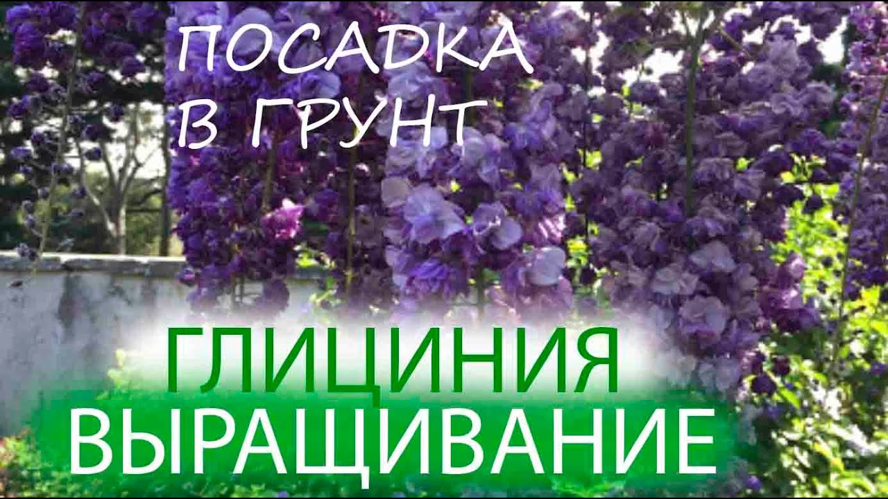 ГЛИЦИНИЯ | ВЫРАЩИВАНИЕ | ПОСАДКА В ГРУНТ