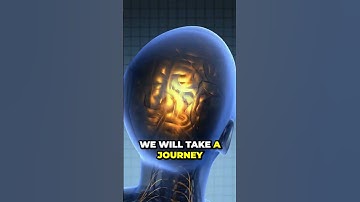 Unleashing the Insane Power Within: A Mind-Blowing Tour of the Human Brain