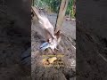 juwita x anak limosin