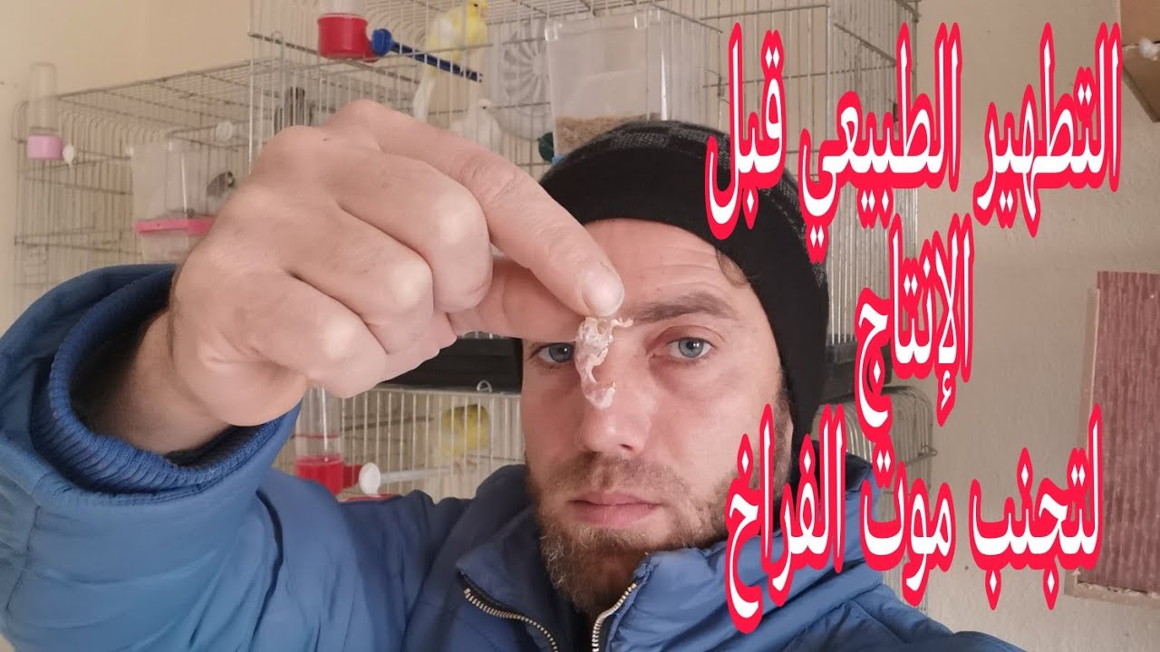 اخطر5 معلومات ستسمعها عن موت فراخ الكناري والحسون  بعد الفقص (النقطة السوداء)