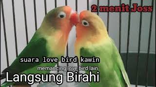 SUARA LOVE BIRD KAWIN TERBAIK || lovebirds mating sounds