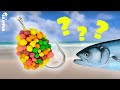Why does EVERYONE want to EAT MY FISHING BAIT? I was shocked! (Florida Beach Fishing)