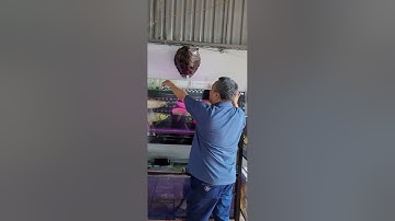 Ghép cá rồng cộng đồng | kinh nghiệm của chú đầu bạc | @tàinuôicá