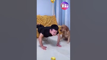 Sự khác biệt khi nuôi ngáo Husky và Golden 😂 #shorts #yeulu #yeuluofficial