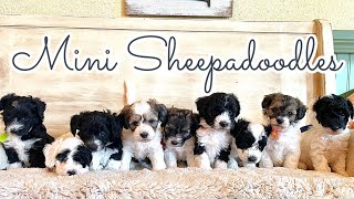 Mini Sheepadoodle puppies || Pearl & Kevin || New Picking Video || #MiniSheepadoodlePuppies
