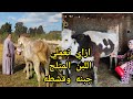روتين سمسمه العمده وسط البقر واللبن والجبنه والقشطه وازاي تعملي جبنه من اللبن المتلج الغدا فراخ وكفت روتين سمسمه العمده وسط البقر واللبن والجبنه والقشطه وازاي تعملي جبنه من اللبن المتلج الغدا فراخ وكفت