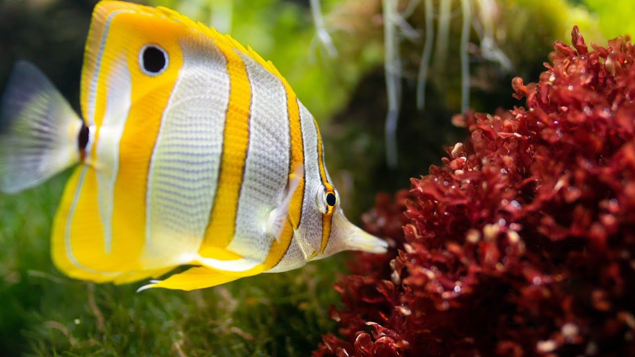 Top 10 Most Colorful Fish in the World 
