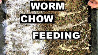 Fishing Worms- Worm Chow Feeding Methods 