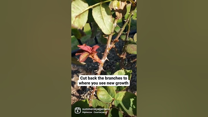 Rose pruning! It's really this simple! #roses #rosebush #rosegarden