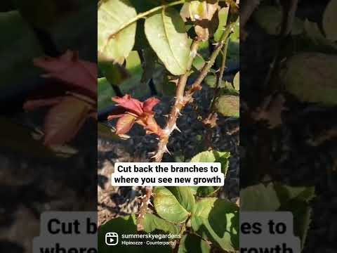 Video: Treatment Of Fuller Rose Beetles - Reparation Fuller Rose Beetle Damage