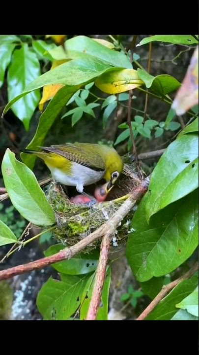 neginilah sarang burung pleci #burungpleci #plecibuxtoni