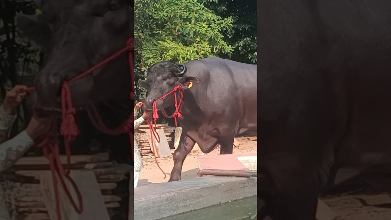 Shri Krishna Champion Bull | Hyderabad Sadar 2023 | Special Haryana Murrah Bull in Hyderabad
