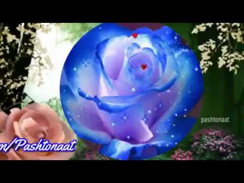 پخوانی ترانه راسره واورۍ وربه دی نکړم د باچا په باچاهی ژوندونه غږ سته سو رور قاضی ملا عادل