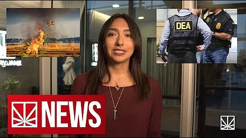 Feds Continue to Waste Money on Busts | Man Is Deported After Mailing Product | MERRY JANE NEWS