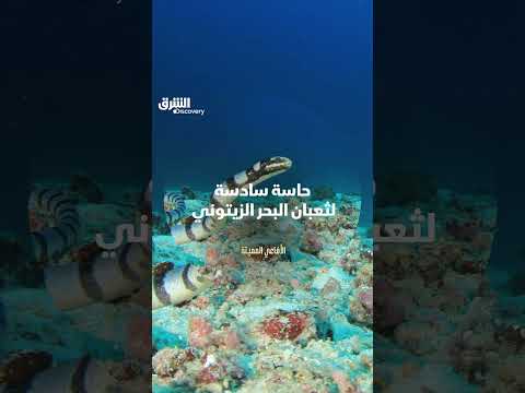 حاسة سادسة لثعبان البحر الزيتوني‬ ‫