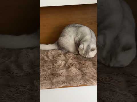 М'який лежак для котів та собак 30×40 см — пухнастий килимок під нірку, теплий, сірий KT8001301 PeremogaUA, видео 3