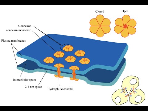 T4 Dr. Mikhail Stepanichev "Intercellular Contacts" IHNA/iBRAIN