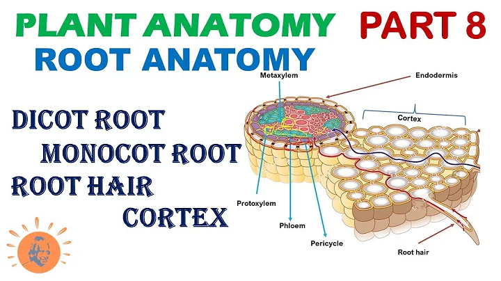 Plant Anatomy 8 | Root Anatomy | Dicot vs Monocot Root | Plant Anatomy | Dr Ghanshyam Jangid