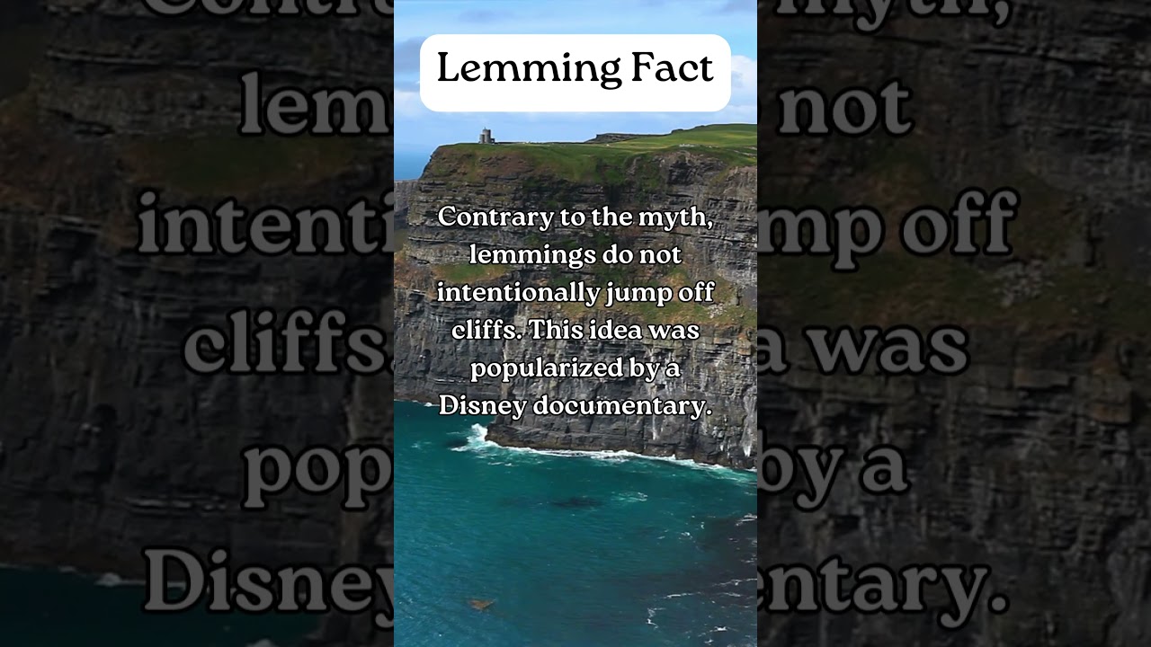 Lemming Animal Facts 