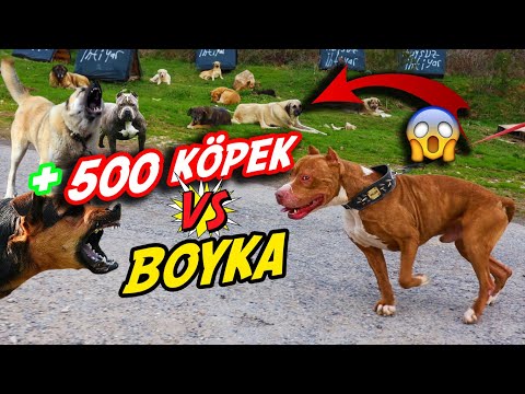 BOYKA İLE 500 KÖPEĞİN ARASINDAN GEÇMEK!?? 😱