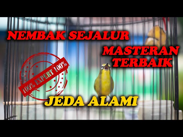 MASTERAN PLECI NEMBAK SEJALUR, JEDA ALAMI, COCOK UNTUK MASTERAN !!!! class=