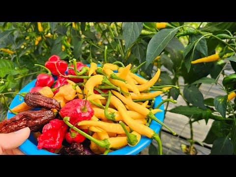 Videó: A Tabasco paprika: Hogyan termesszük a Tabasco borsot