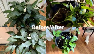 Dr. Raifyas Mycorrhizal Fungi Inoculant | Plant Lovers! Root Stimulator
