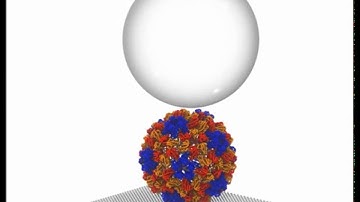 Fluctuating Nonlinear Spring Model of Mechanical Deformation of Biological Particles