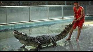 Crocodile show in Pattaya.