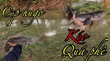 @ÔNG3BỰ  #video câu cá lóc lên cặp hugo!!!