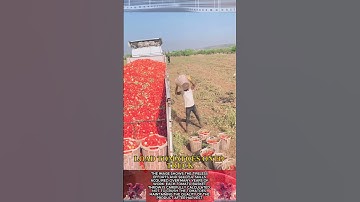 Super fast tomato loading on truck || Farmers work productively
