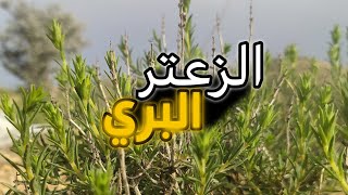 فوائد الزعتر البري