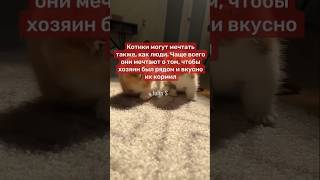 ФАКТЫ О КОШКАХ, КОТОРЫЕ ТЕБЯ ШОКИРУЮТ