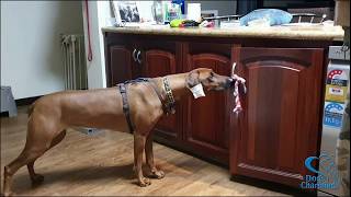 Teaching a Dog to Close Doors: Capturing a Natural Behaviour by Zurison 186 views 3 years ago 1 minute, 12 seconds